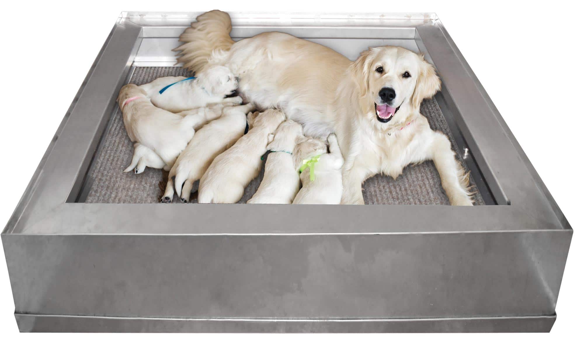 Whelping Box