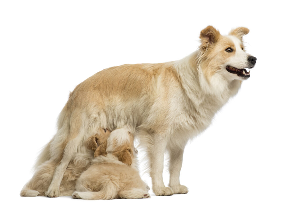 Dog Whelping Box